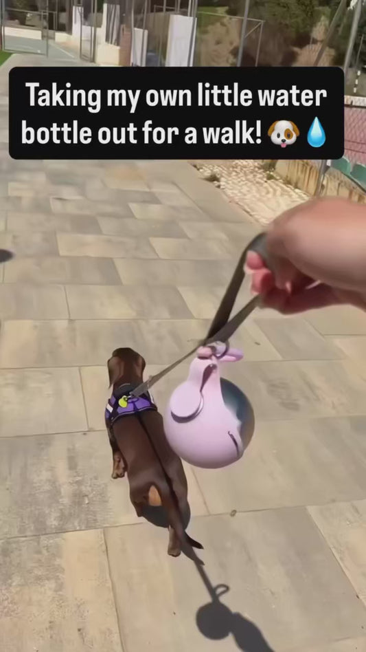 Portable dog water bottle
